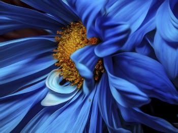 Micro Focus Photography of Blue and Orange Petaled Flower
