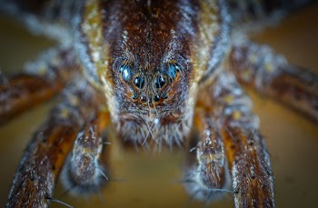 Micro Photo of Brown Jumping Spider