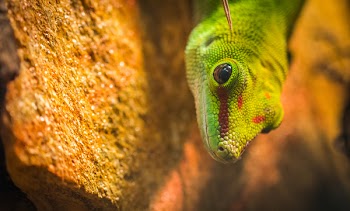 Micro Photography of a Gecko