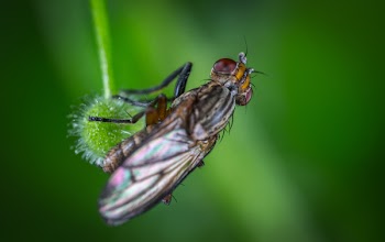Micro Photography of Black Common House Fly