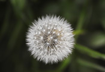 Micro Photography of Dandelion
