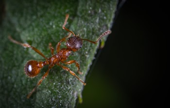 Micro Photography of Fire Ant