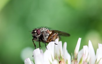 Micro Photography of Fly on White Flower
