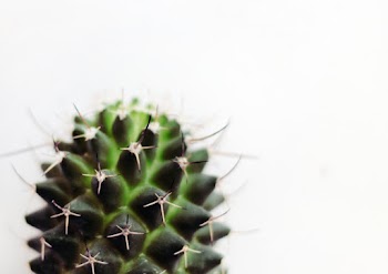 Micro Photography of Green Cactus Plant