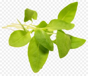 Microgreen Herb Basil Leaf vegetable - basil 