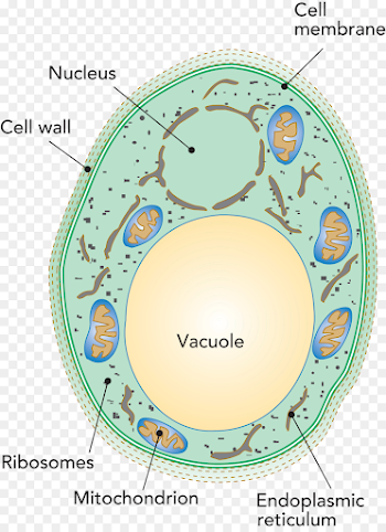 microscope png download - 1200*1650 - Free Transparent Penicillium ...