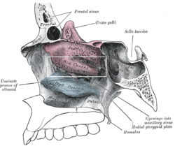 Middle nasal concha - Wikipedia