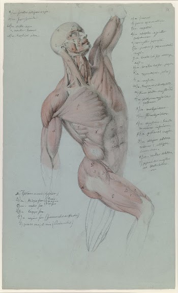 Miesvartalon anatominen lihastutkielma, 1848 - | Free Photo - rawpixel