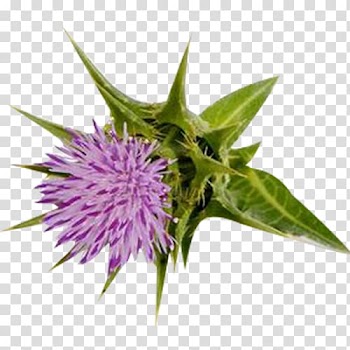 Milk thistle Silibinin , Milk thistle leaf material transparent background PNG clipart