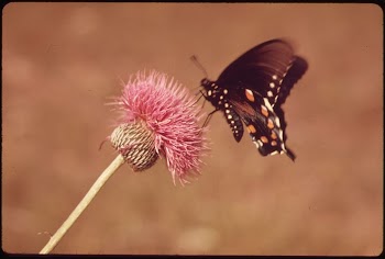 Milk Wort and Butterfly. Original | Free Photo - rawpixel