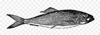Milkfish Digital stamp Fishing Northern red snapper - fish illustration 