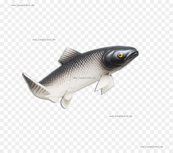 Milkfish - Fish Shop 