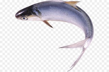 Milkfish Food Freshwater fish - Fish PNG 