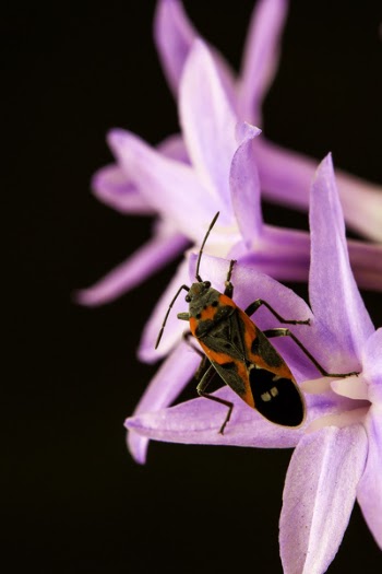 Milkweed Bug Perching on Pink Flower in Close-up Photography