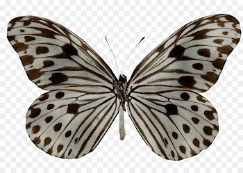 Milkweed butterflies Glassy tigers Ideopsis gaura Borboleta Monarch butterfly -  
