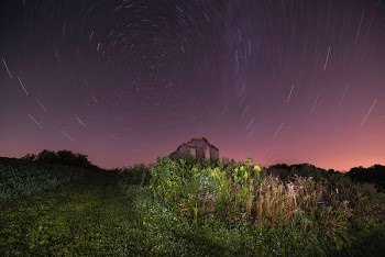 milky way under flowers