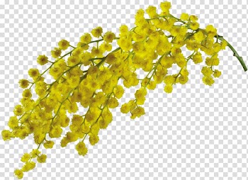 Mimosa salad Flower , Flowers painted floral decoration transparent background PNG clipart