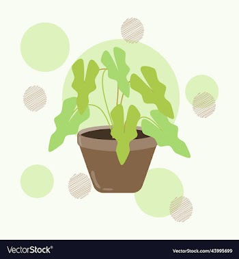 mini alocasia leaves or elephants ear plant