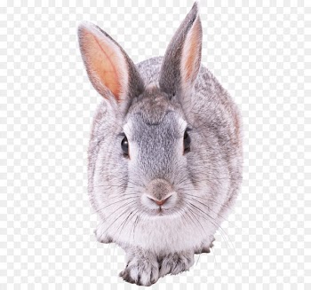 Mini Lop French Lop Rabbit - Rabbit Png Image 