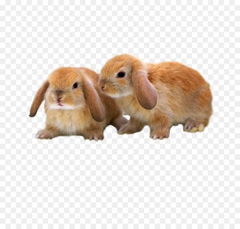 Mini Lop Mini Rex Holland Lop Netherland Dwarf rabbit Rex rabbit - Cute brown bunny 