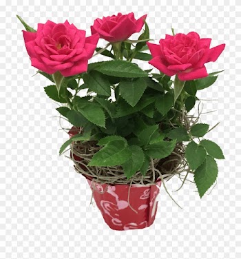 Mini Rose - Garden Roses