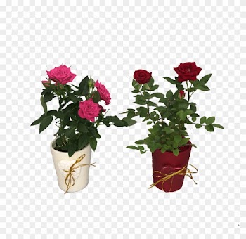 Mini Rose - Mini Roses Png