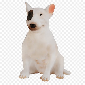 Miniature Bull Terrier Bull and Terrier Dog breed English White Terrier -  