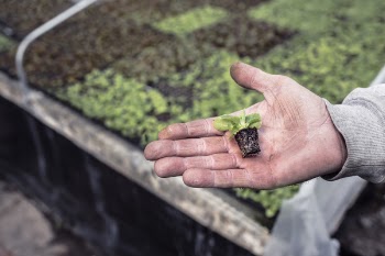 Miniature Plant Free Photo 