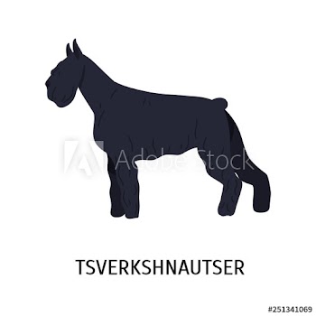 Miniature Schnauzer or Zwergschnauzer