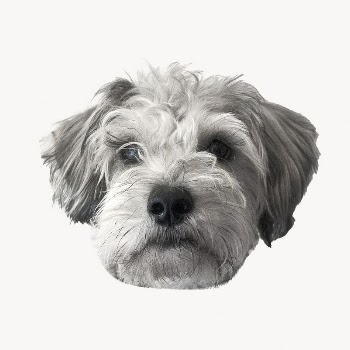Miniature Schnauzer puppy, pet animal | Free Photo - rawpixel