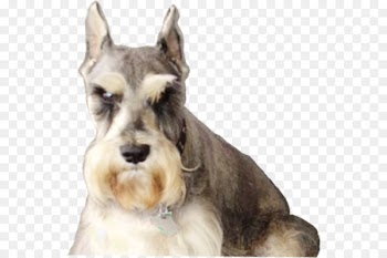 Miniature Schnauzer Standard Schnauzer Dog breed Companion dog Terrier - axel streamer 