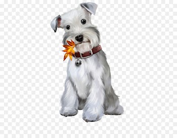 Miniature Schnauzer Standard Schnauzer Puppy Maltese dog - puppy 