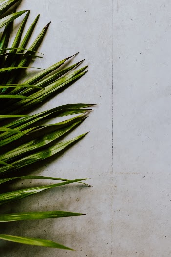 Minimal photo of palm leaves against a concrete wall. 