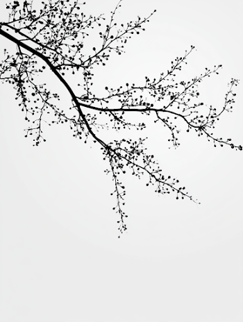 Minimalist Black Ink Cherry Blossom Silhouette