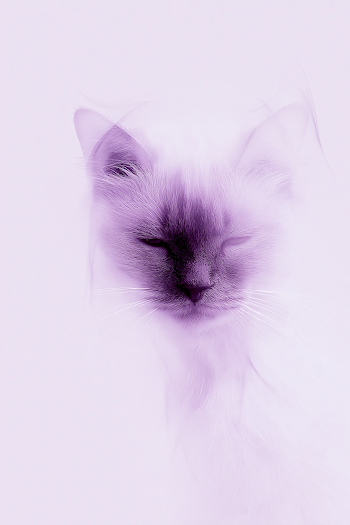Minimalist Cat Portrait