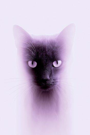 Minimalist Cat Portrait