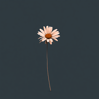 Minimalist Daisy on Dark Gray Background