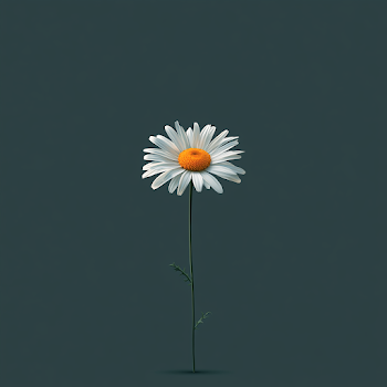 Minimalist Daisy on Dark Gray Background