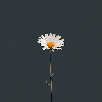 Minimalist Daisy on Dark Gray Background