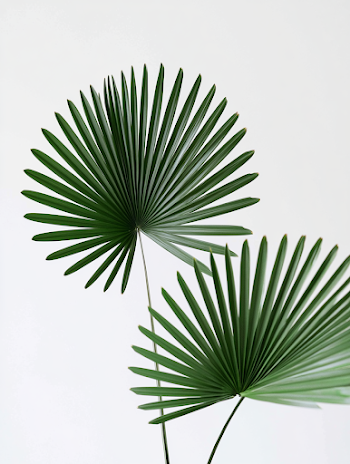 Minimalist Fan Palm Leaves on White Background