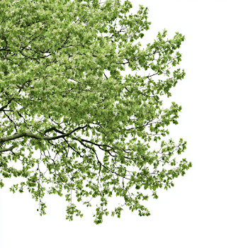 Minimalist Fresh Green Deciduous Tree Branches