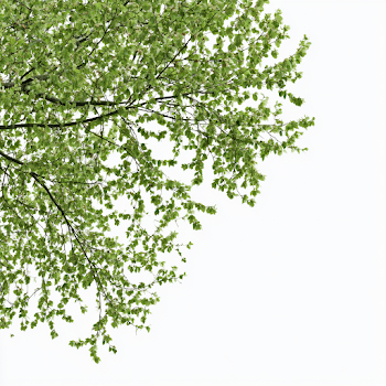 Minimalist Green Tree Branches Against White Sky
