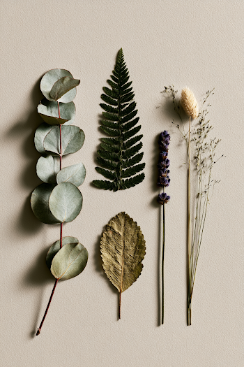 Minimalist Herbarium Poster with Pressed Botanical Specimens
