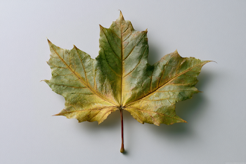 Minimalist Maple Leaf in Autumn Tones