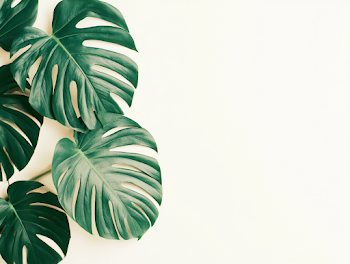 Minimalist Monstera Deliciosa Leaves