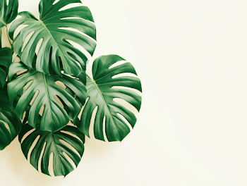 Minimalist Monstera Deliciosa Leaves on Off-White Background