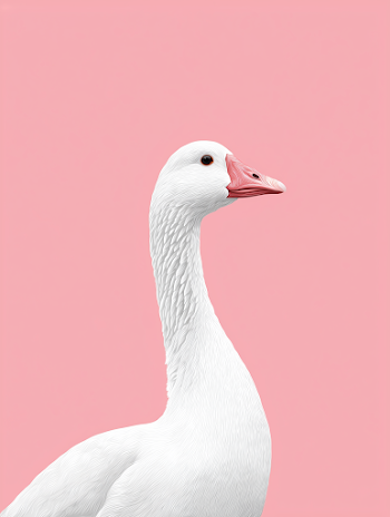 Minimalist White Goose on Pink Background