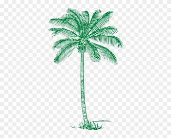 Mint Clipart Tree - Coconut Tree Line Art