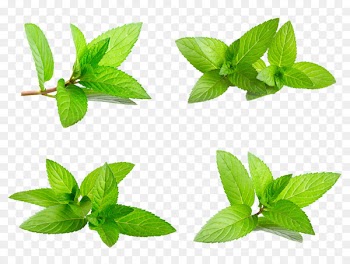 Mint Download Euclidean vector Stock photography - Xia Tianqing new mint leaves,Decorative foliage 
