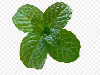 Mint julep Mojito Peppermint Food Recipe - Mint leaf 